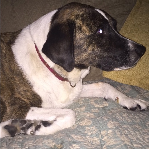 Meet your Posher, Maggie