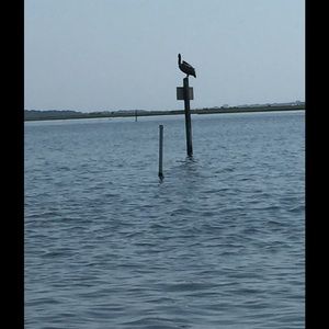 Meet your Posher, Joy