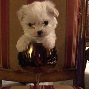 Meet your Posher, Kim