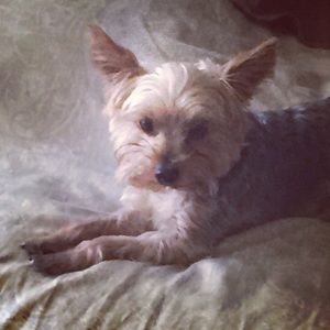 Meet your Posher, Misty