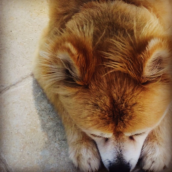 Meet your Posher, Diana