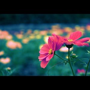 Meet your Posher, Katherine