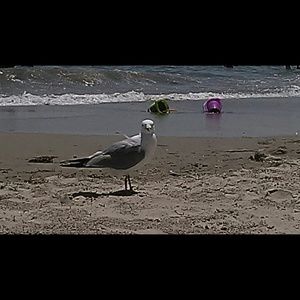 Meet your Posher, Vincent