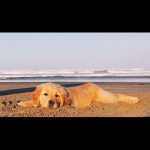 Meet your Posher, Bailey