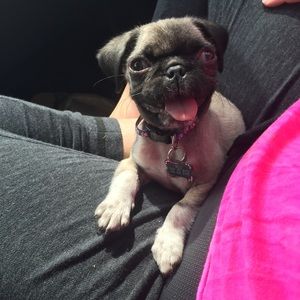 Meet your Posher, Bailey