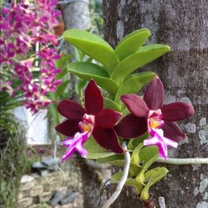 Bundle for return2inocence