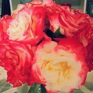 Meet your Posher, Omayra