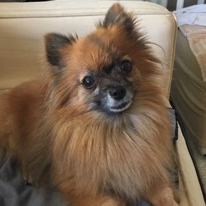 Meet your Posher, Helen