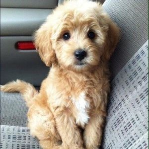 Meet your Posher, Maya