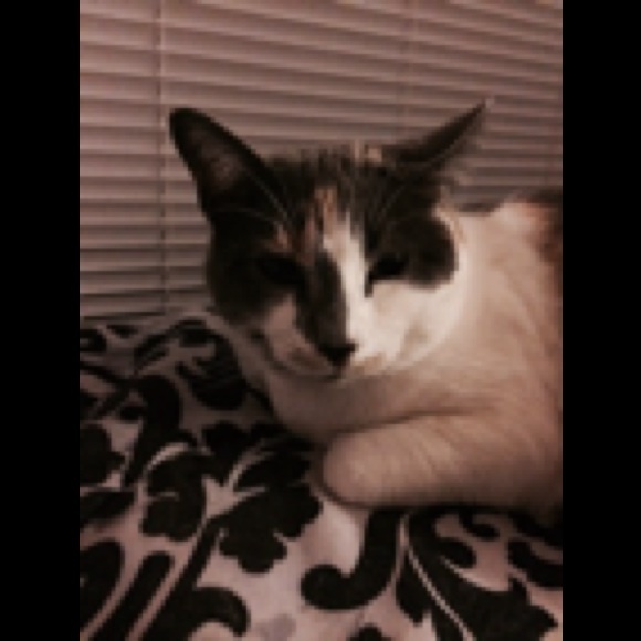 Meet your Posher, Dyana - Picture 1 of 1