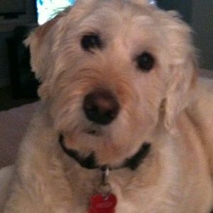 Meet your Posher, Suzanna