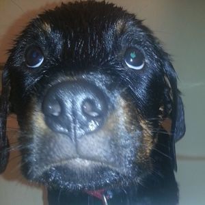 Meet your Posher, Darci