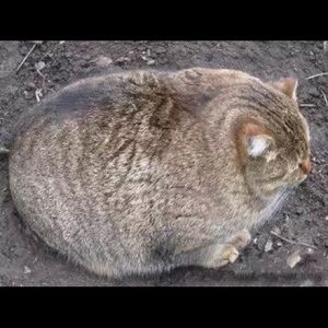 Meet your Posher, Szemui