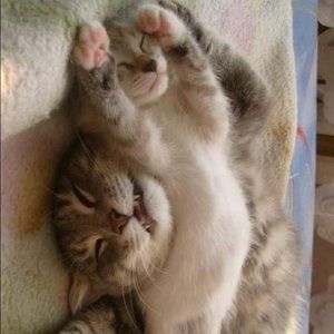 Meet your Posher, Sasha