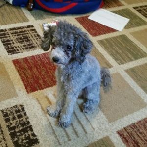 Meet your Posher, Nicole