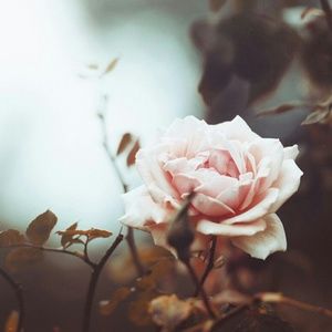 Meet your Posher, Vivian