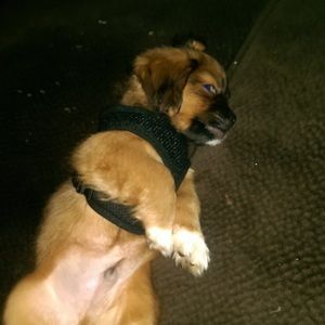 Meet your Posher, Melia