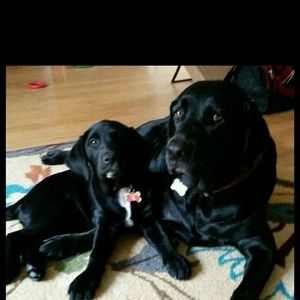 Meet your Posher, Abby