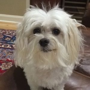 Meet your Posher, Frances