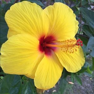 Meet your Posher, Dede