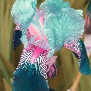 Meet your Posher, Karen