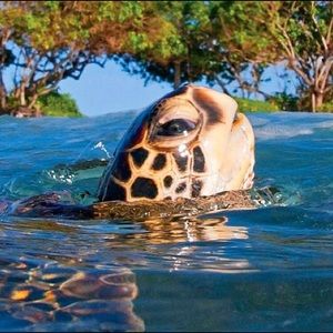 Meet your Posher, Oneida