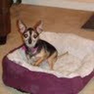 Meet your Posher, Prestina