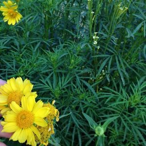 Meet your Posher, Nadiah