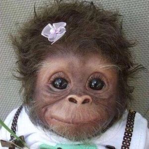 Meet your Posher, Annie