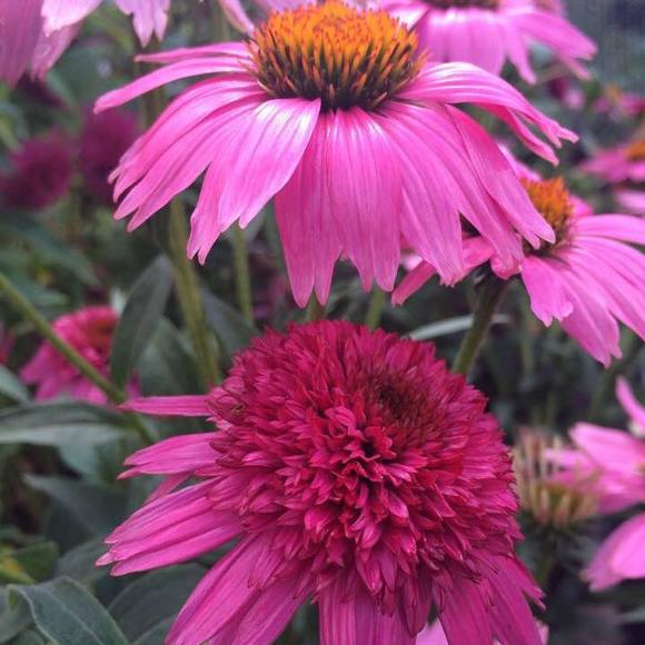 Meet your Posher, Karen