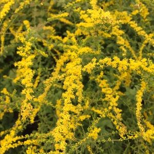 Meet your Posher, Liz