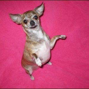 Meet your Posher, Julie