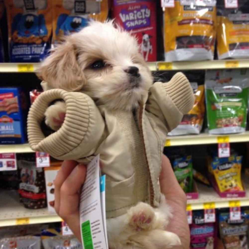 Meet your Posher, Hye in