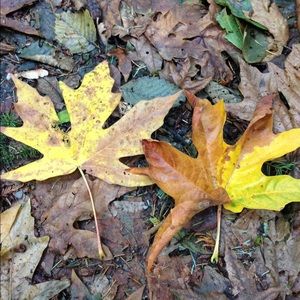 Meet your Posher, Dyna