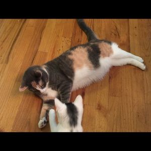 Meet your Posher, Christie