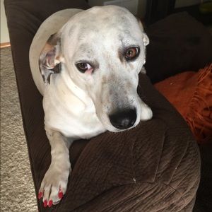 Meet your Posher, Tara