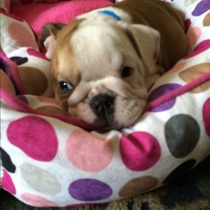 Meet your Posher, Regan