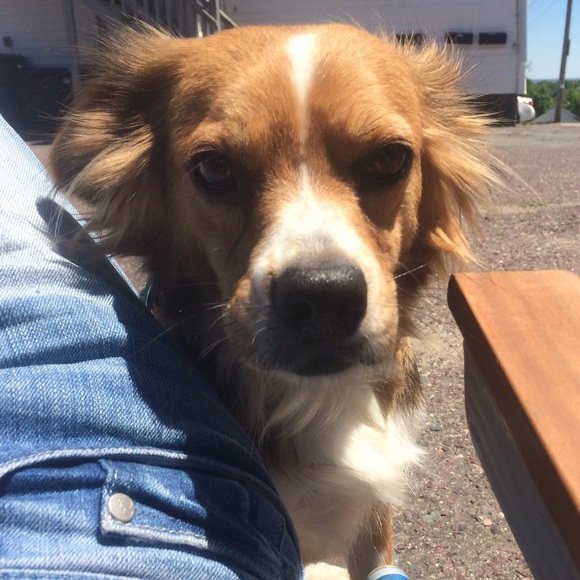 Meet your Posher, Nora - Picture 3 of 4