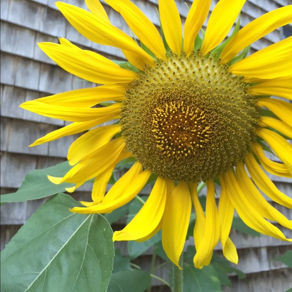 Meet your Posher, Jody