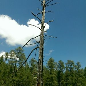 Meet your Posher, Dalibor