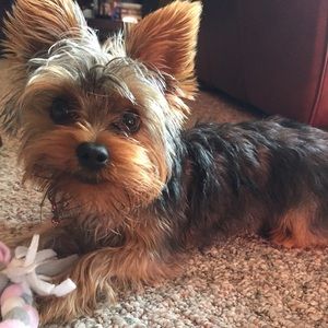 Meet your Posher, Sam