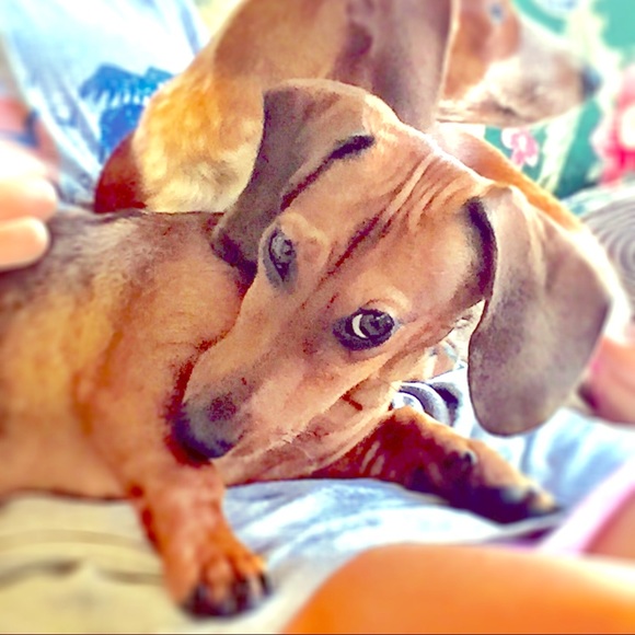 Meet Bentley AKA shoe chewer!!!!!