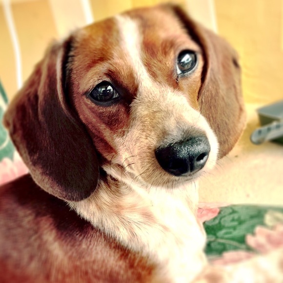 Meet Sadie, bentley's sister