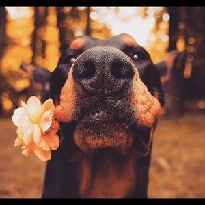 Meet your Posher, Joanna