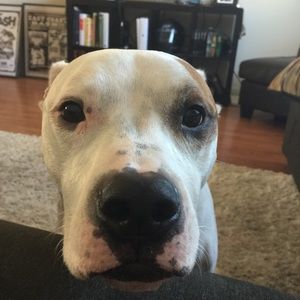 Meet your Posher, Van