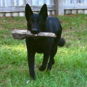 Meet your Posher, Sherry