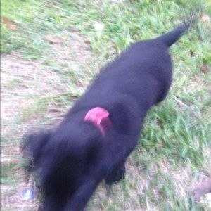 Meet your Posher, Shane