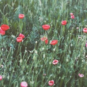 Meet your Posher, Tess