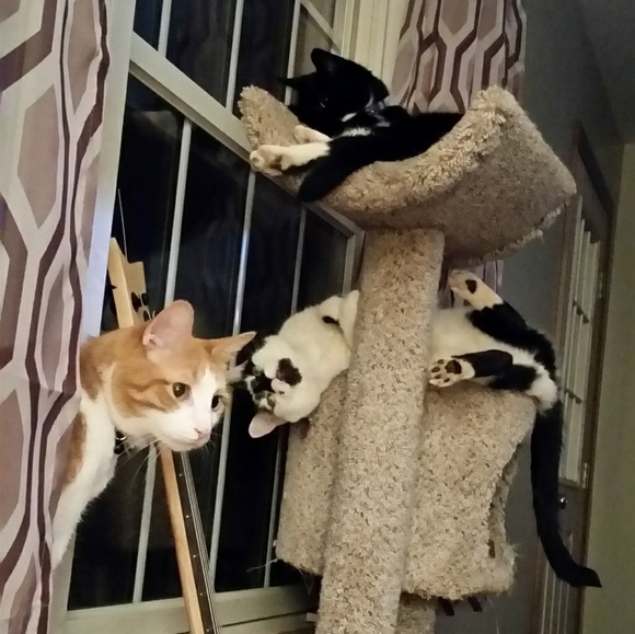 Meet the Posher - Picture 4 of 4