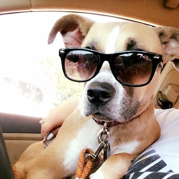 Meet your Posher, Annalee - Picture 5 of 6